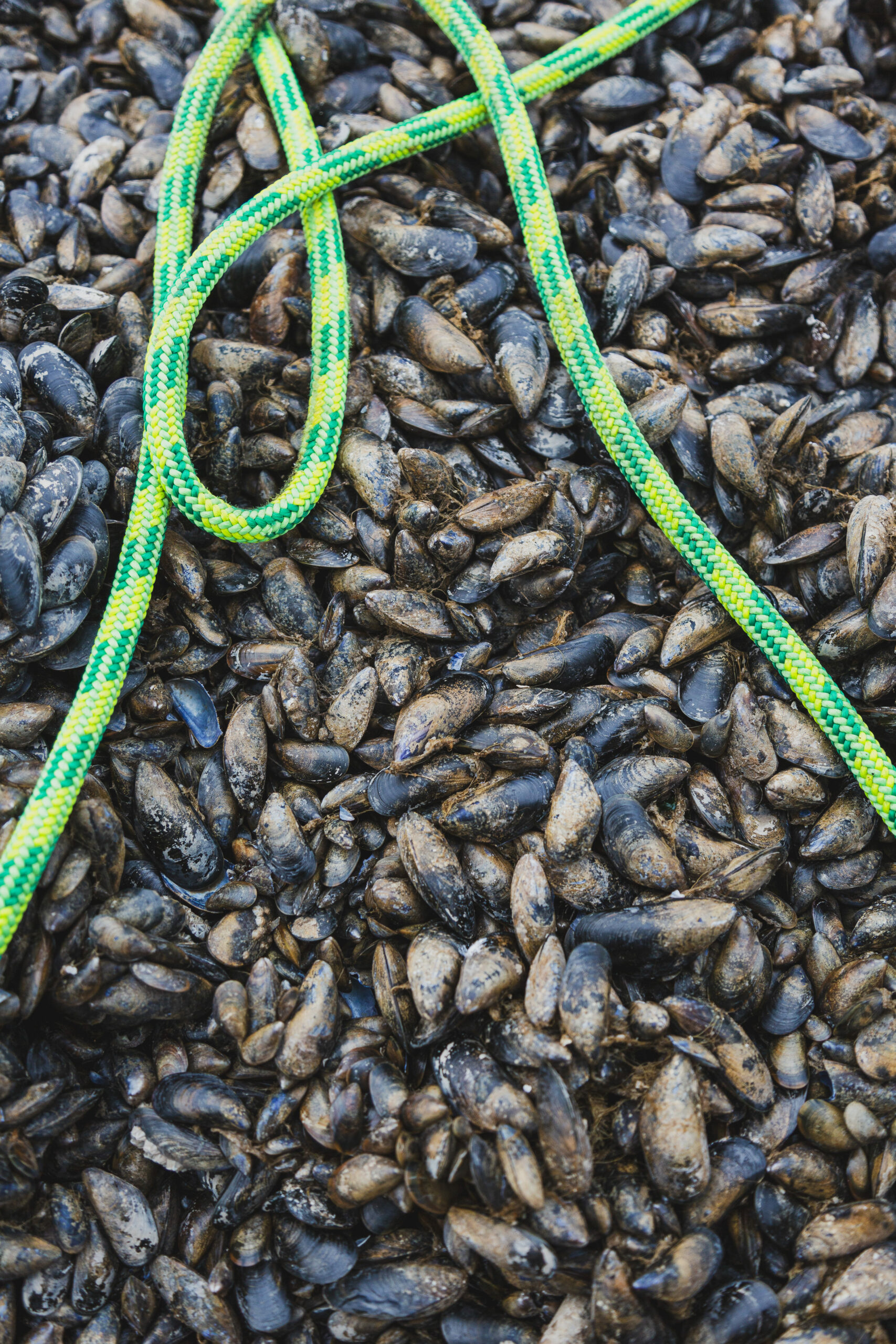 Moules - Maison Margat