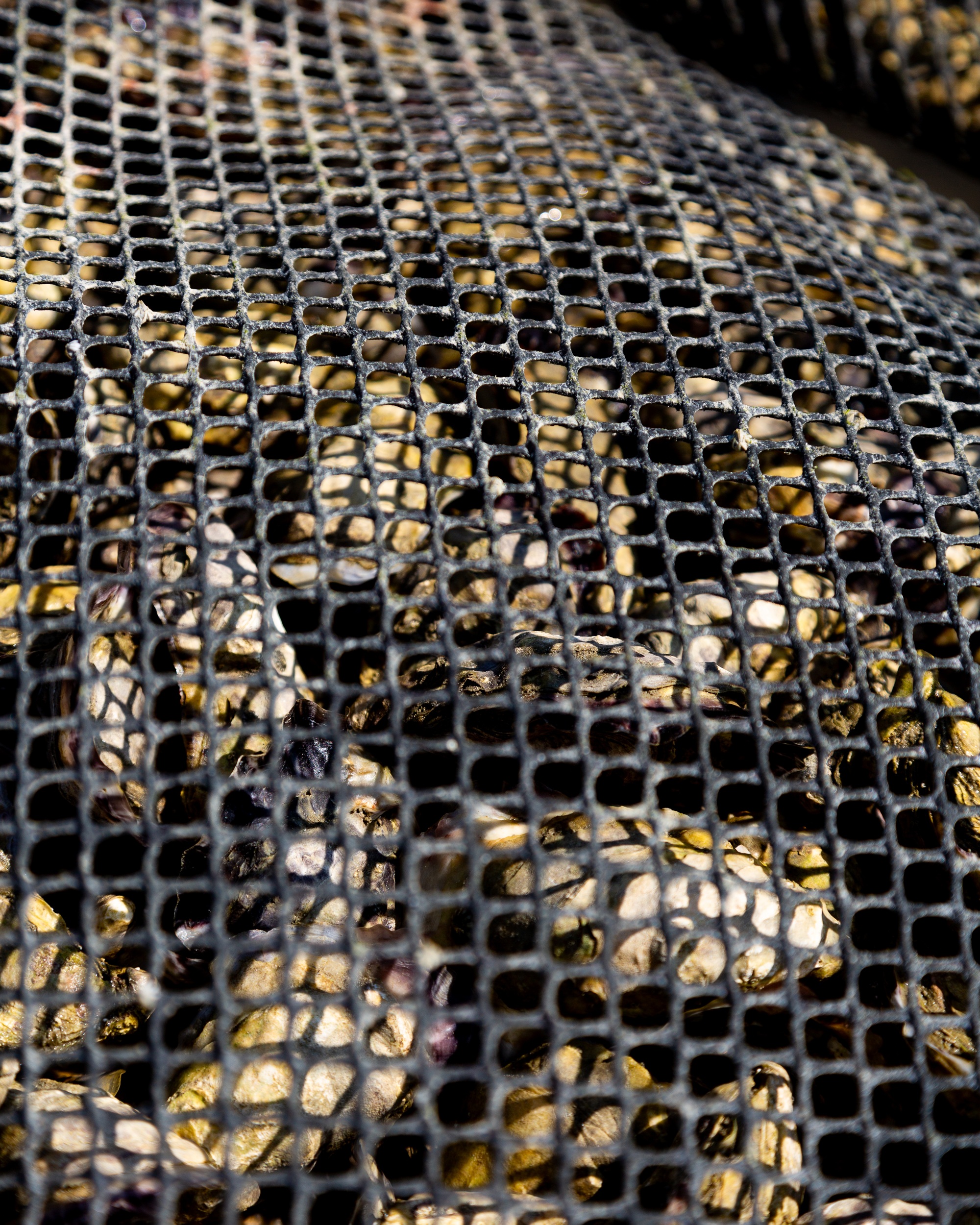 Ostréiculture