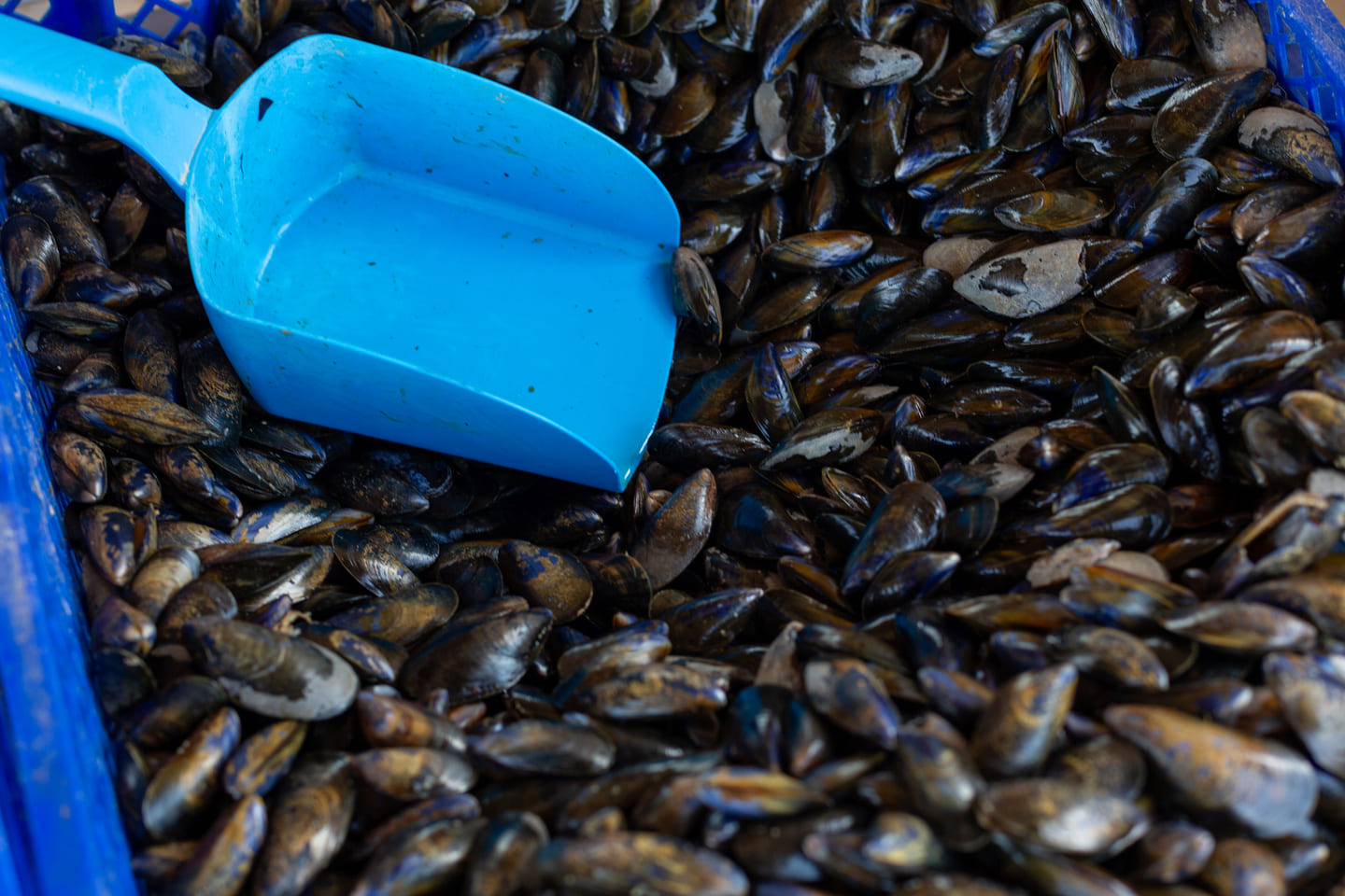 Moules - Maison Margat