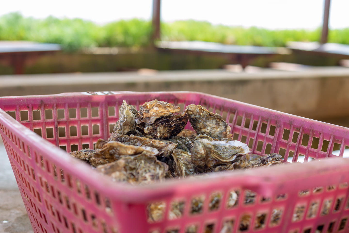 Cabane de dégustation de Fruits de Mer à Fouras - Maison Margat