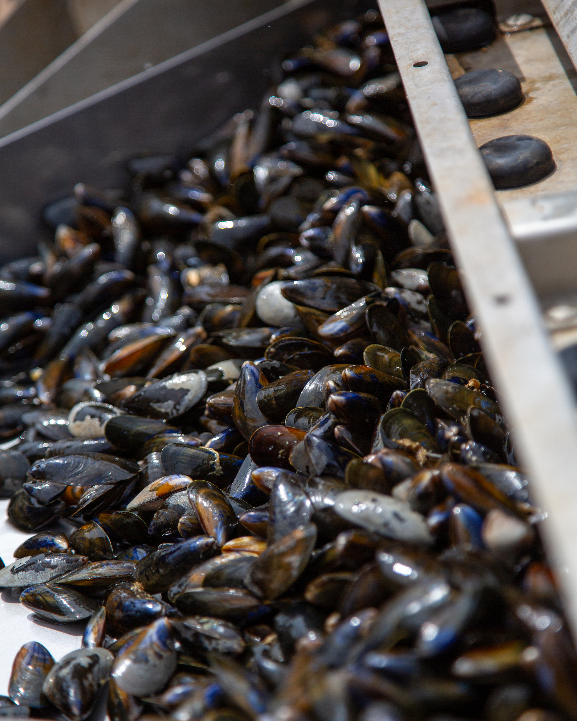 Débyssussage des Moules